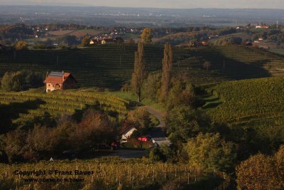 vineyard in Slovenia36.jpg
