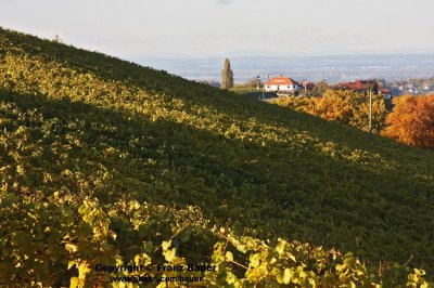vineyard in Slovenia37.jpg