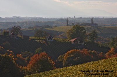 vineyard in Slovenia38.jpg