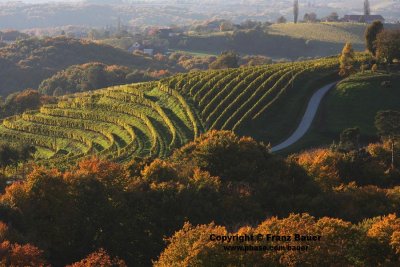 vineyard in Slovenia3