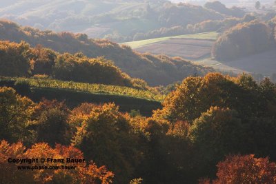 vineyard in Slovenia1