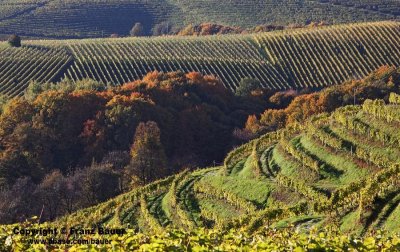 vineyard in Slovenia41.jpg