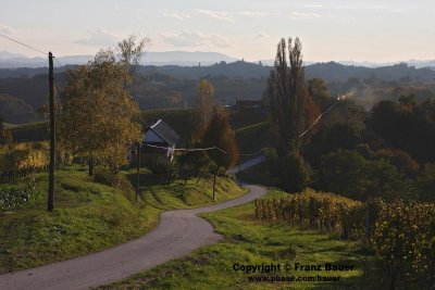 vineyard in Slovenia43.jpg