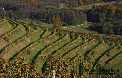 vineyard in Slovenia45.jpg