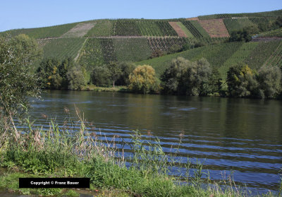 Mosel River