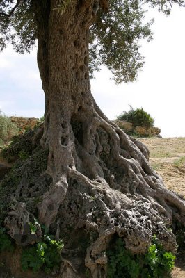 very very old olive tree