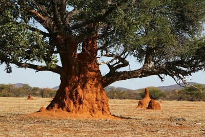 termites hill near Etosha NP