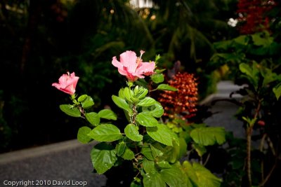_MG_0504.jpg