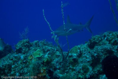 IMG_5118.jpg
