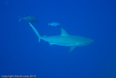 IMG_5126.jpg