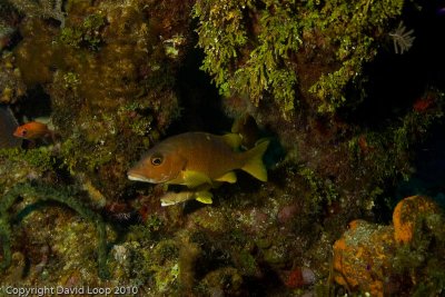 IMG_5242.jpg