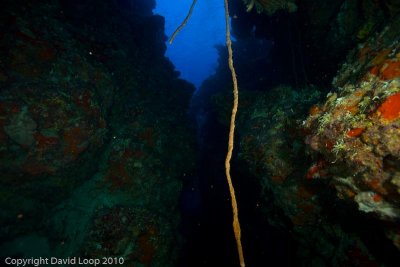 _MG_0785.jpg