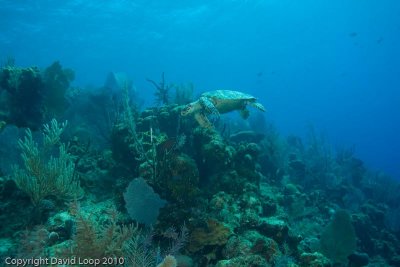 _MG_0804.jpg