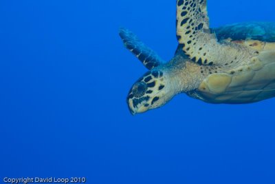_MG_0818.jpg