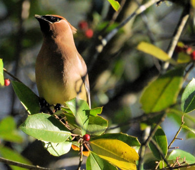 Cedar Waxwing visiting our holly tree.