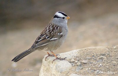 White-crowned Sparrow in California