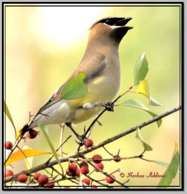 Cedar Waxwings Singing His Heart Out