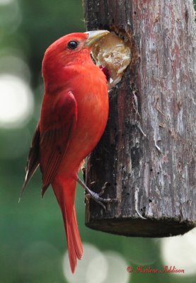 Summer Tanager learns how to hang onto the suet log