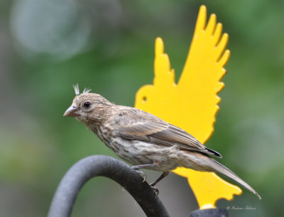 Juvie House Finch says it's been a Tuft Day!