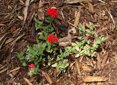 New Flower Bed In  Progress