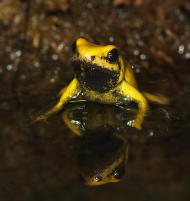 Bi-Coloured Poison Dart Frog