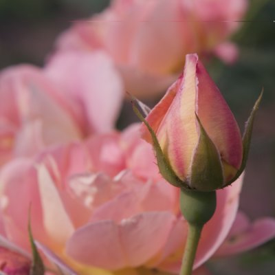 CRW_0594.jpg