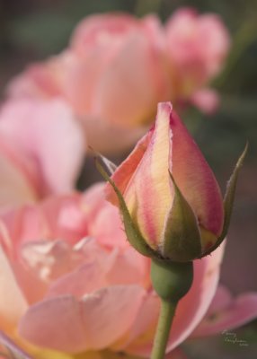 roses.jpg