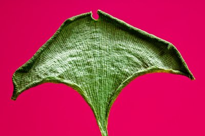 Gingko biloba dry leaf