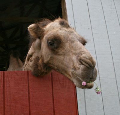 Camel
