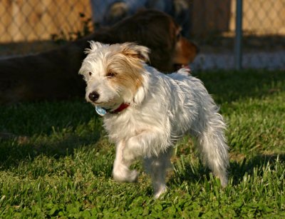 Bailey - Jack Russell