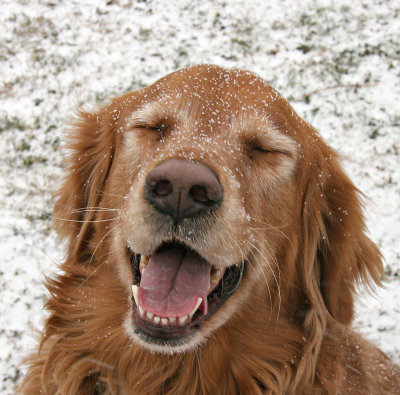 Gus laughs