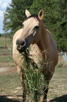 Buck hungry
