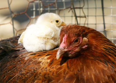 Piggyback chick