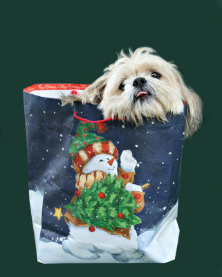 Bailey-xmas-bag.jpg