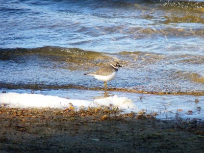 Semipalmated plover