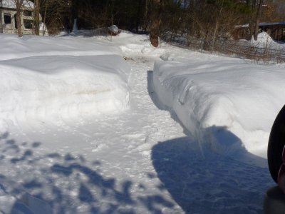 The path to where I feed the birds and squirrels