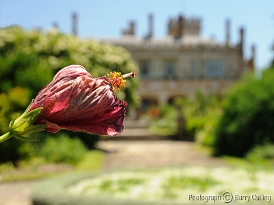 Hibiscus at Goverment House.jpg