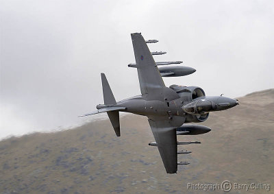 lowfly harrier 1 27-03-09.jpg