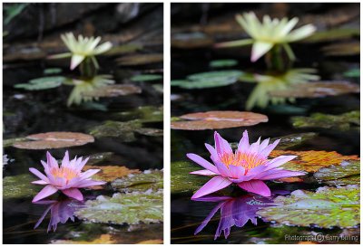 waterlillies.jpg