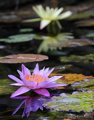 Water lillies 01a.jpg