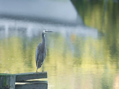 Reflections