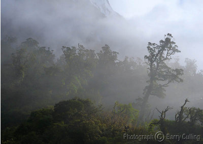 Fiordland Forest  Mist 01.jpg