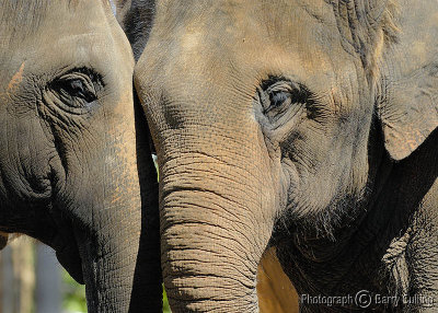 Elephants.jpg