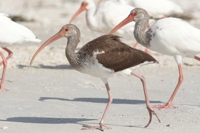 American White Ibis