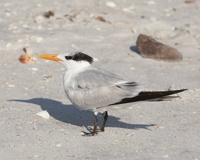 Tern