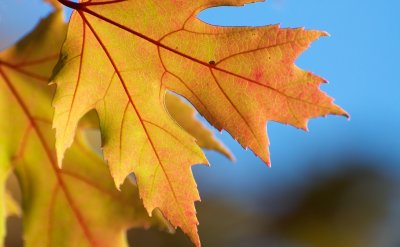 October 5, 2009 (Week 40 POTW)