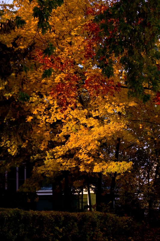 Autumn Sun Peeking Through The Clouds