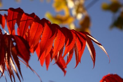 Fall Colors Overgrowth