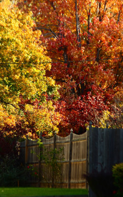 Trees And Fence And Wires