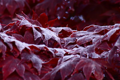 Frost On The Maples